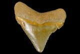 Serrated, Fossil Megalodon Tooth - Florida #110427-1